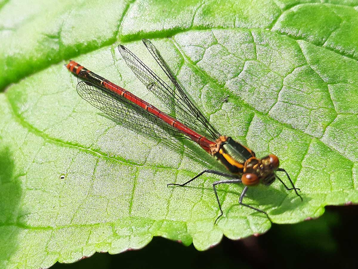 Pyrrhosoma_nymphula